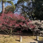 京都御所の梅