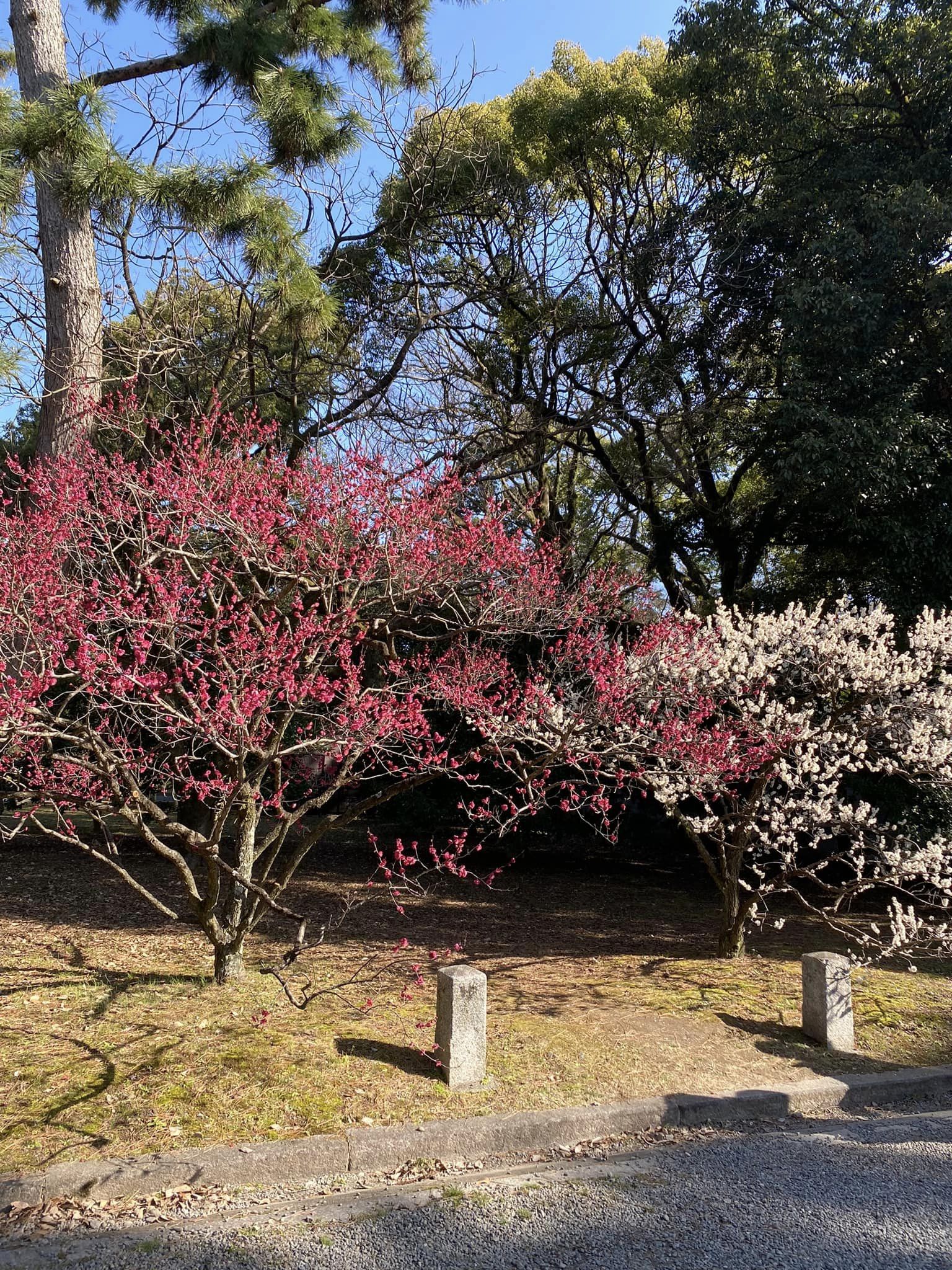 京都御所の梅