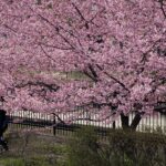 淀水路の河津桜