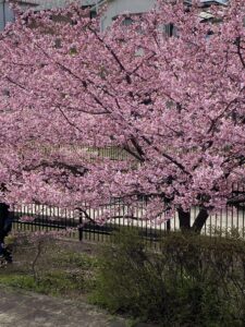 淀水路の河津桜