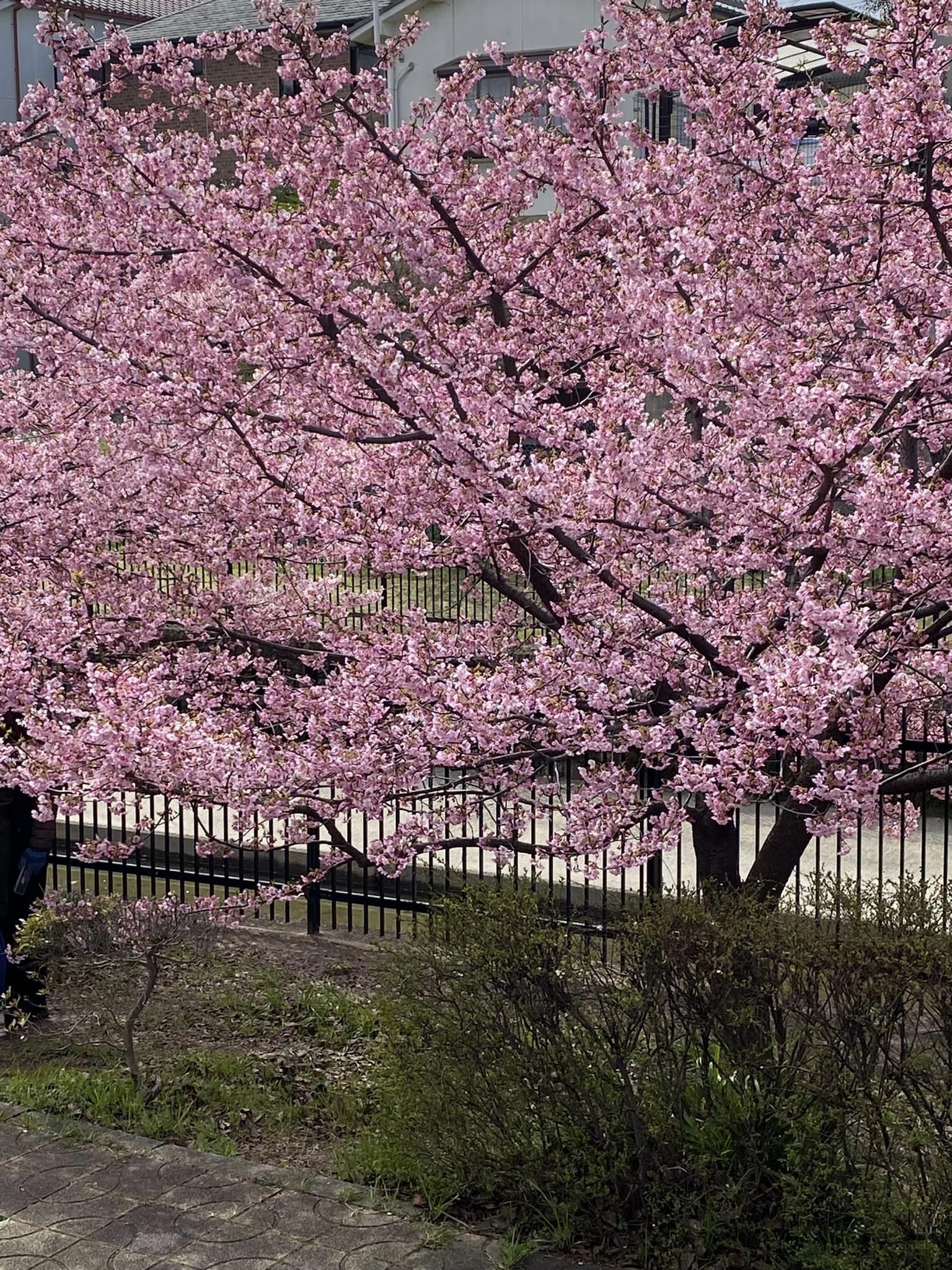 淀水路の河津桜