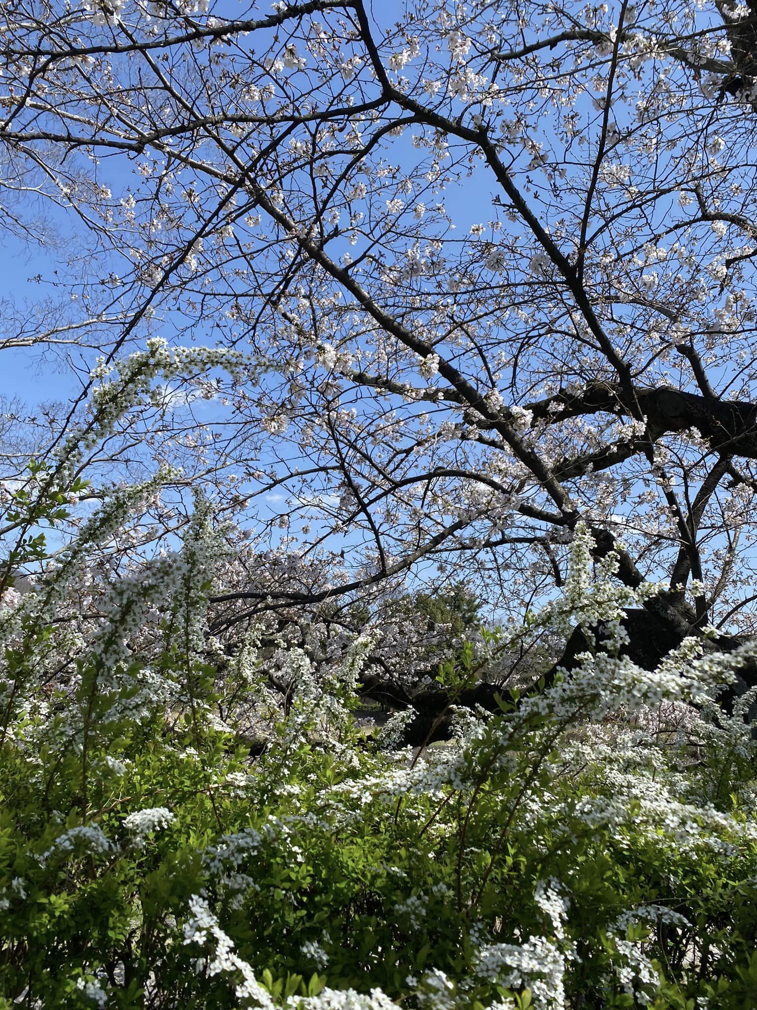 鴨川の桜