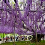 足利フラワーパークへ行ってきました