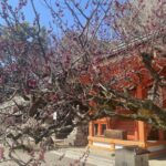 ぼかぽか陽気のお散歩