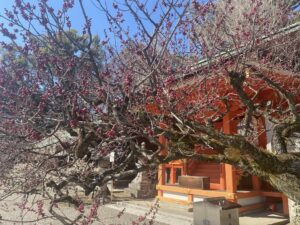 ぼかぽか陽気のお散歩