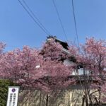 長徳寺の早咲き桜