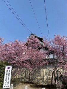 長徳寺の早咲き桜