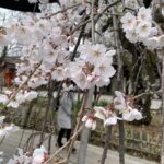 京都の桜、お花見といえば平野神社