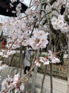 京都の桜、お花見といえば平野神社