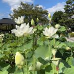 ハス酒を楽しむ会