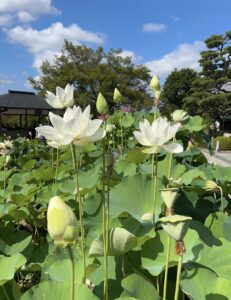 ハス酒を楽しむ会