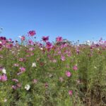 琵琶湖畔へコスモスを見にドライブ