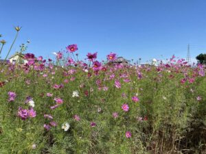 琵琶湖畔へコスモスを見にドライブ