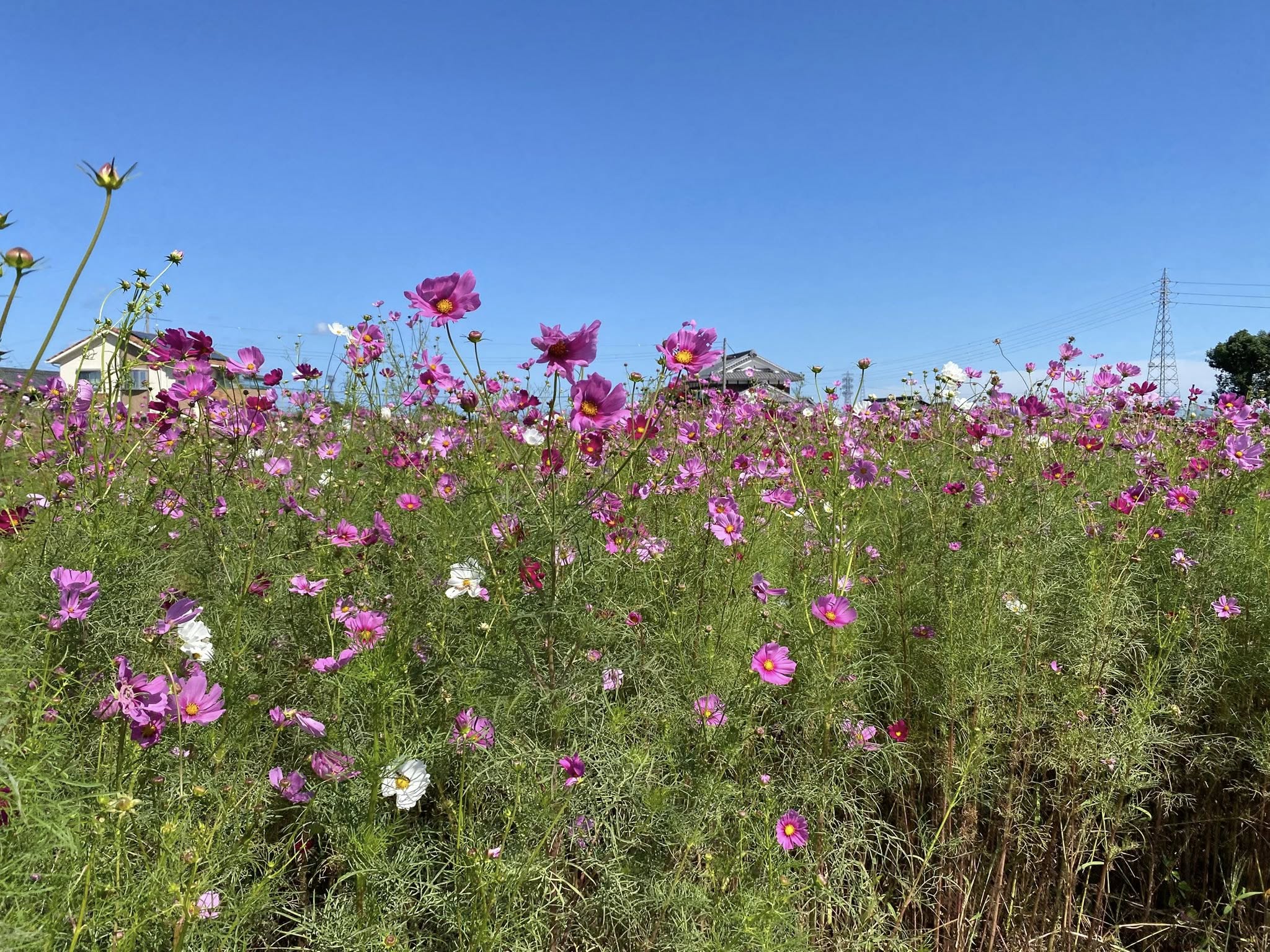琵琶湖畔へコスモスを見にドライブ