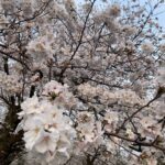 万開の桜