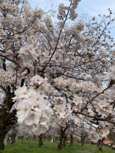 万開の桜