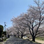 お花見日和