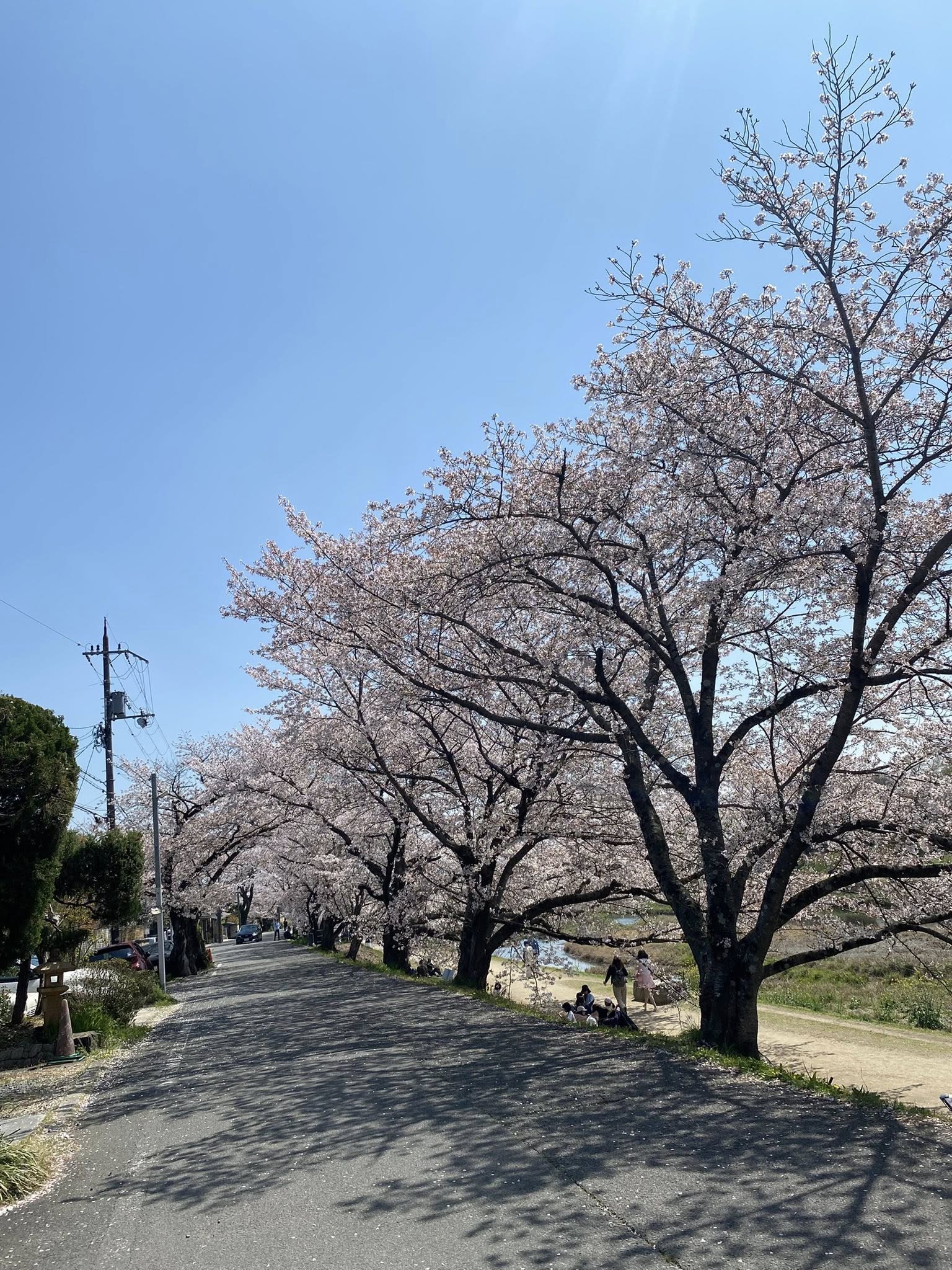 お花見日和