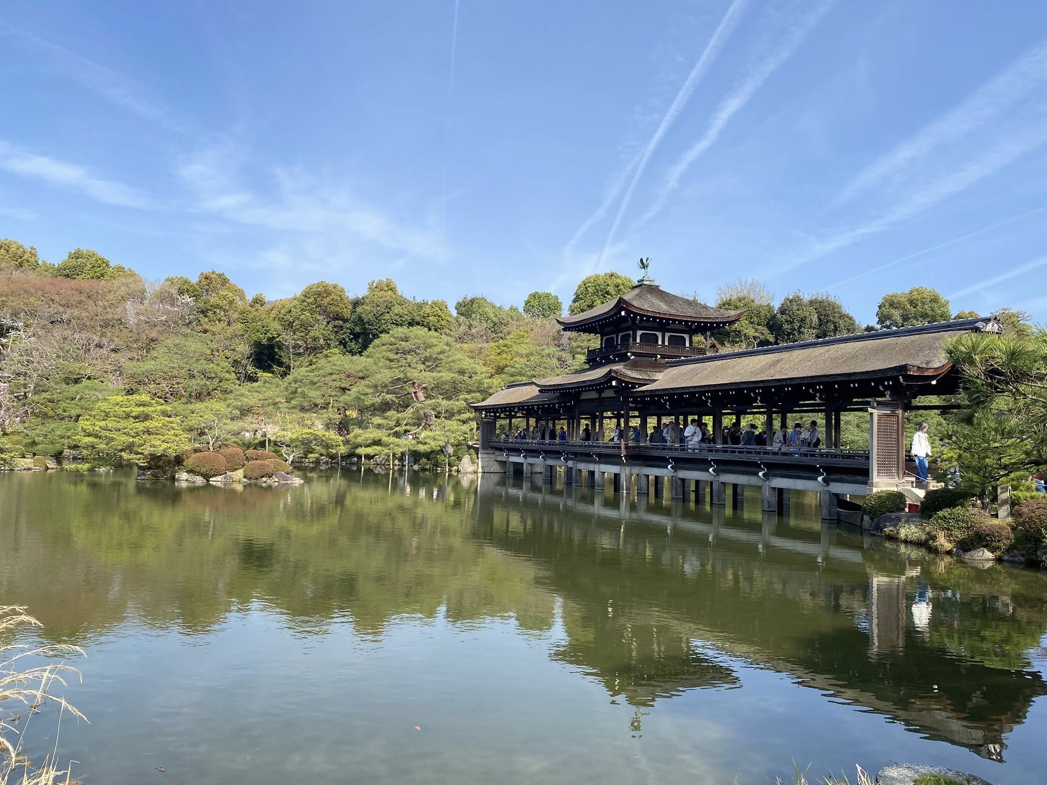 平安神宮の神苑の紅枝垂れ