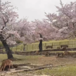 吉野山へバスツアー