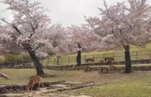 吉野山へバスツアー