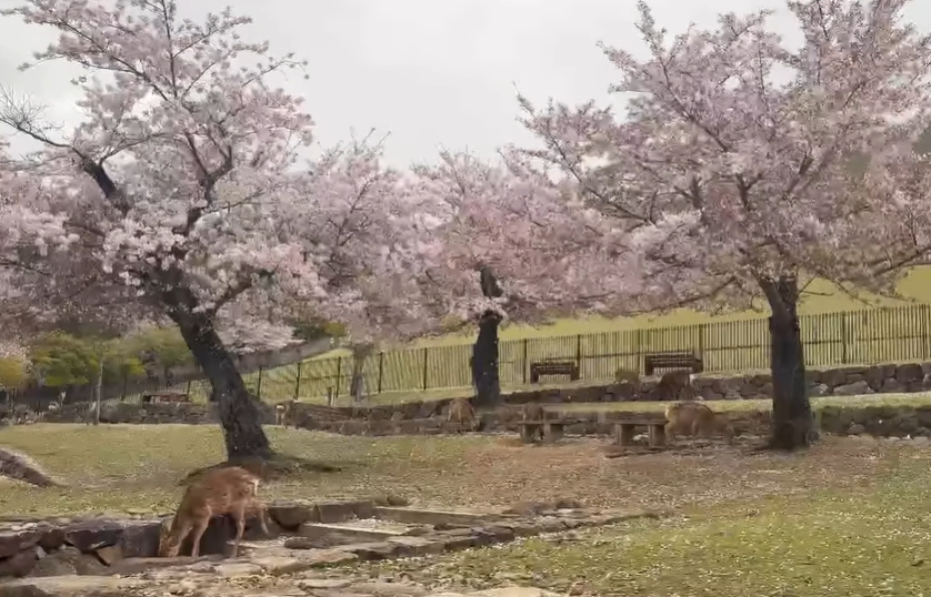 吉野山へバスツアー