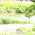 賀茂川に鹿の親子