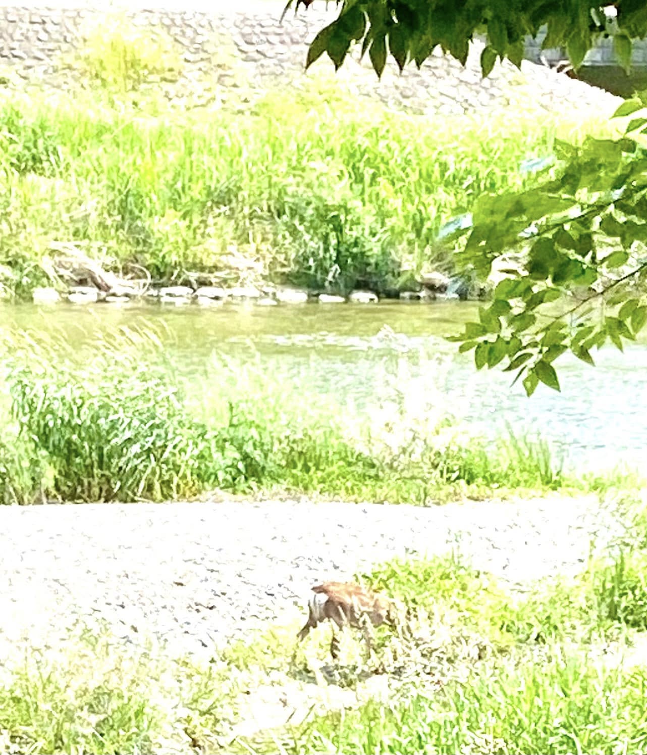賀茂川に鹿の親子
